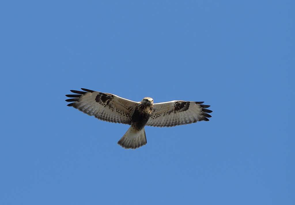 Rough-legged Hawk in flight