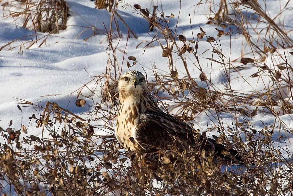 Rough-legged Hawk in snowy field
