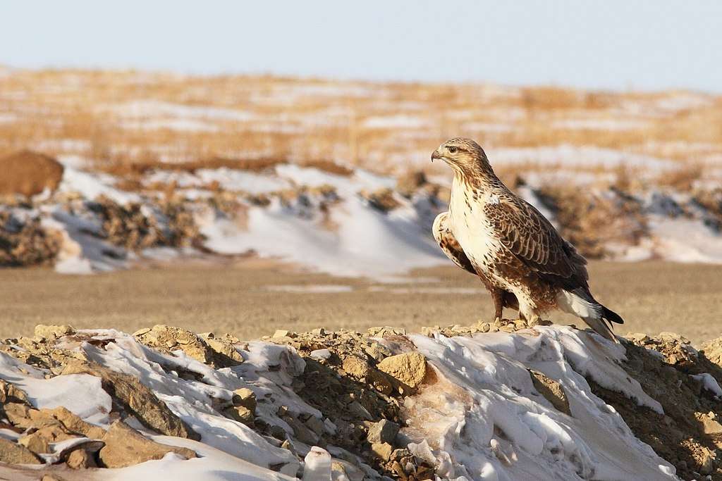 Rough-legged Hawk on snowy landscape