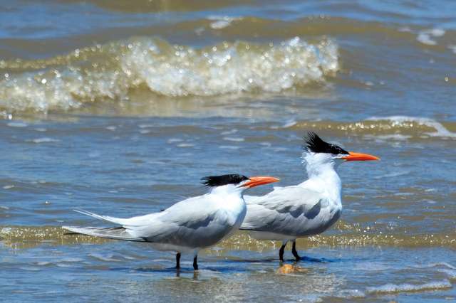 Large terns with bright orange bill.
