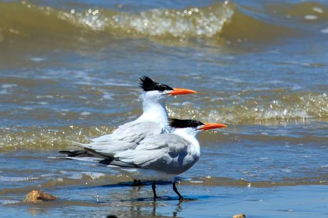 Large terns with bright orange bill.