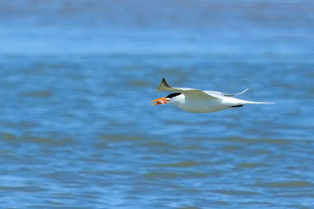 Large tern with bright orange bill.