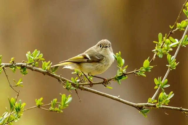 Small gray/tan bush bird with bars on the wing.