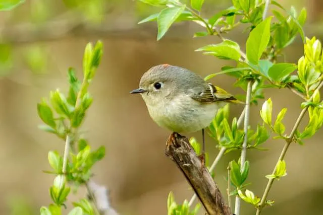 A tiny songbird with gray/brown plumage and a small pink crest.