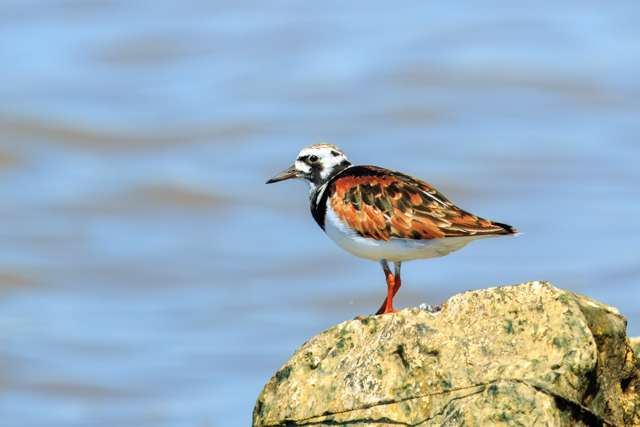 Stout wading bird with colorful brown, tan and white plumage and orange legs.