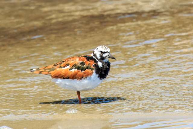 Stout wading bird with colorful brown, tan and white plumage and orange legs.