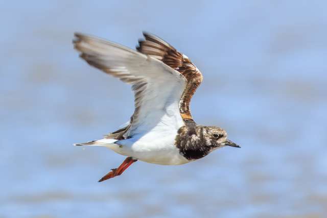 Stout wading bird with colorful brown, tan and white plumage and orange legs.