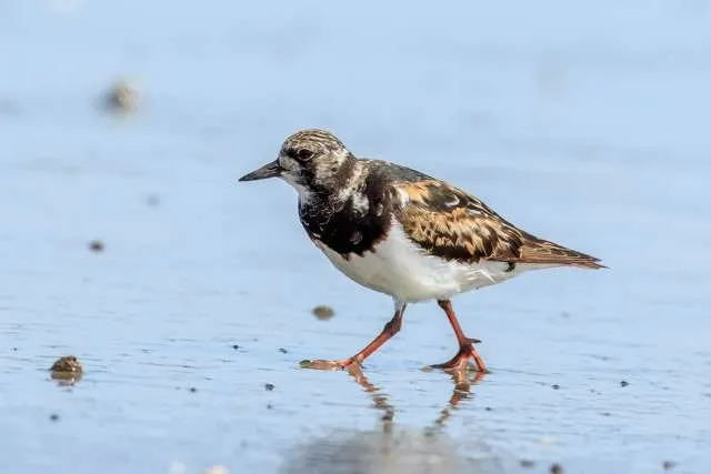 Stout wading bird with colorful brown, tan and white plumage and orange legs.