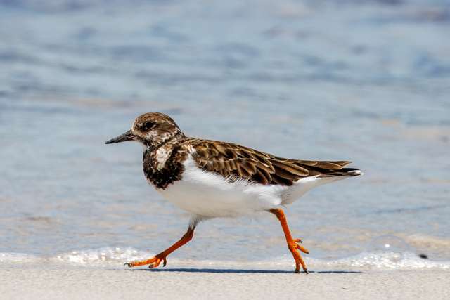 Stout wading bird with colorful brown, tan and white plumage and orange legs.