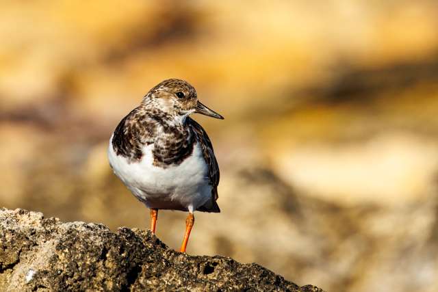 Stout wading bird with colorful brown, tan and white plumage and orange legs.