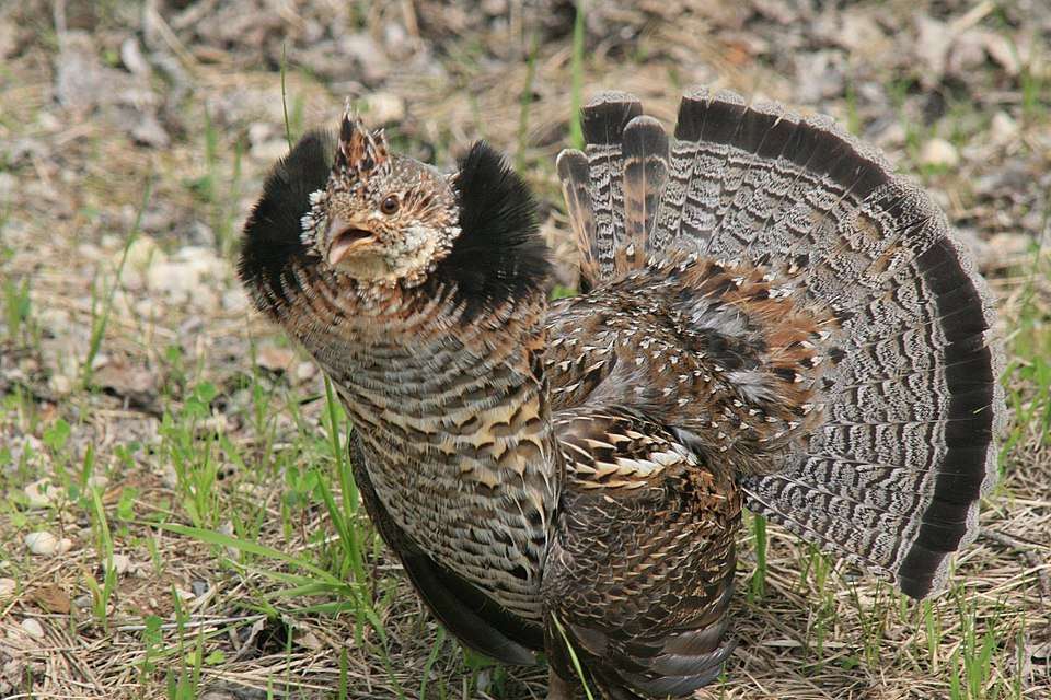 Large chicken like bird with brown plumage and white streaks. The tail is patterned and fanned.