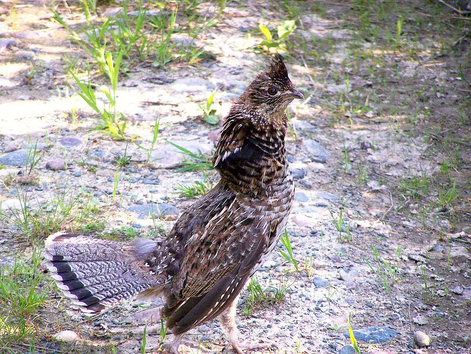 Large chicken like bird with brown plumage and white streaks. The tail is patterned and fanned.