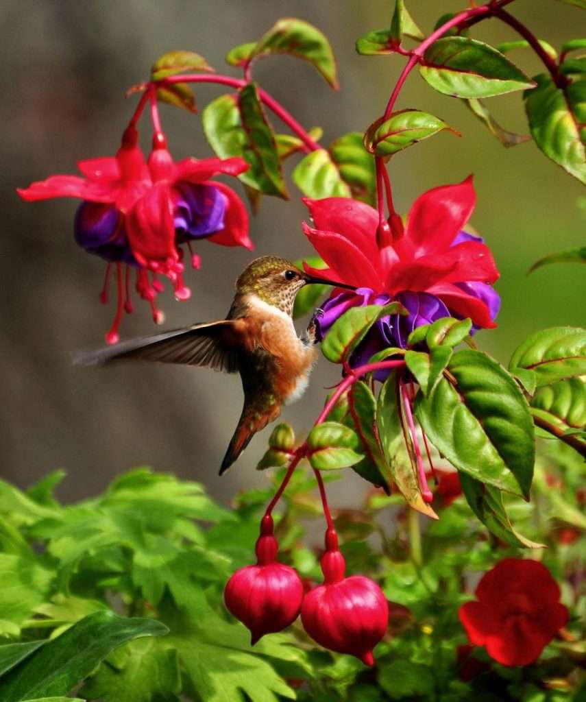 Rufous Hummingbird feeding from a fuschia