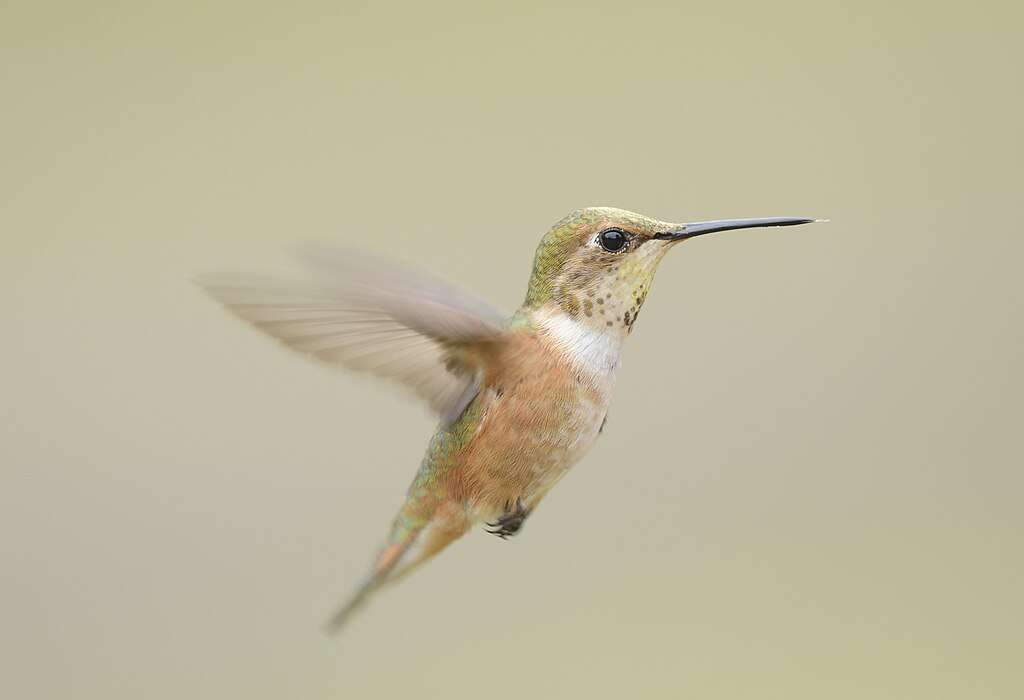 Female Rufous Hummingbird in flight