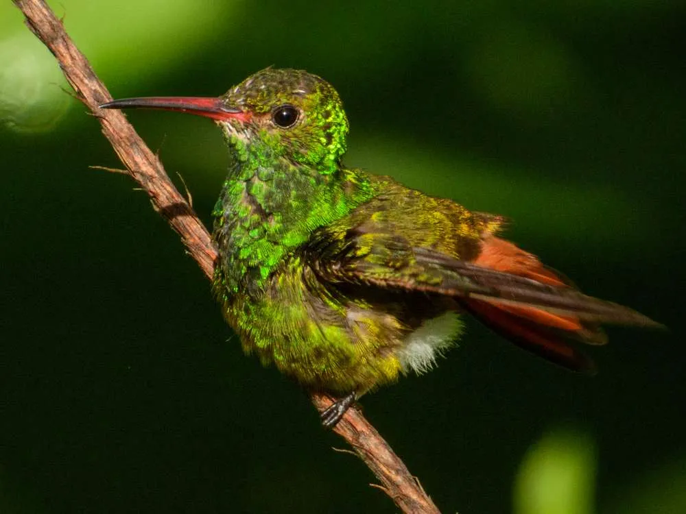 Rufous-tailed Hummingbird with glowing colors