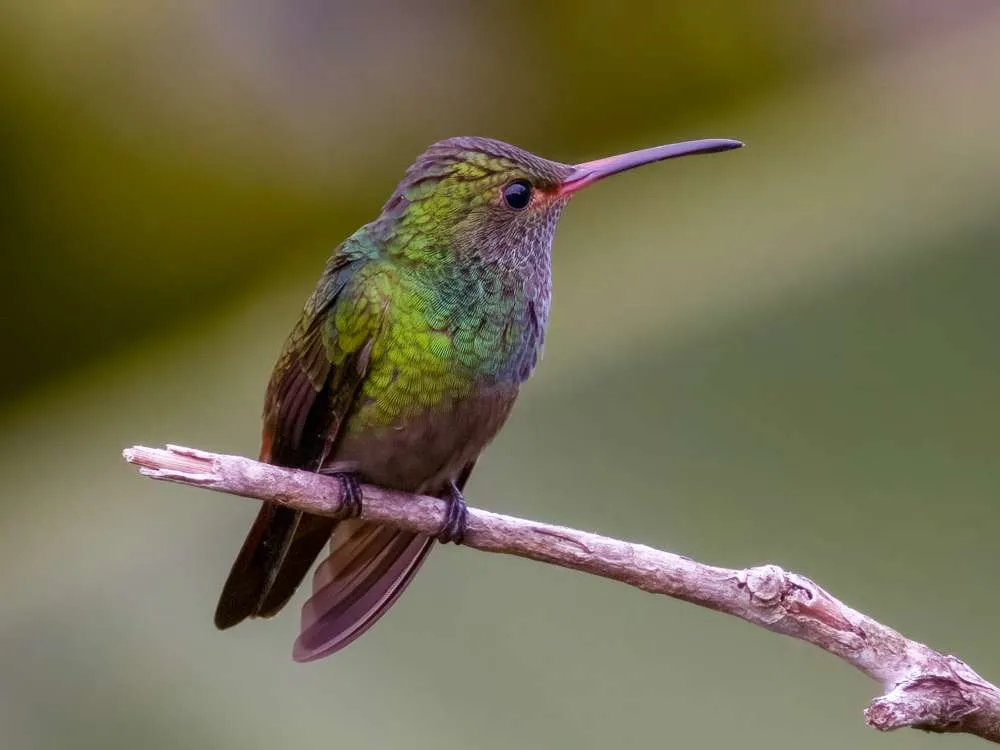 Rufous-tailed Hummingbird sitting on a branch