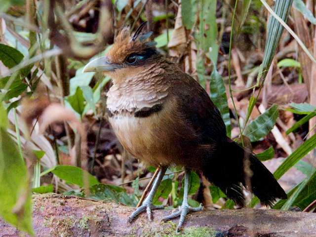 Large chicken like ground bird with brown plumage and purple tail. It has a crest on the head.