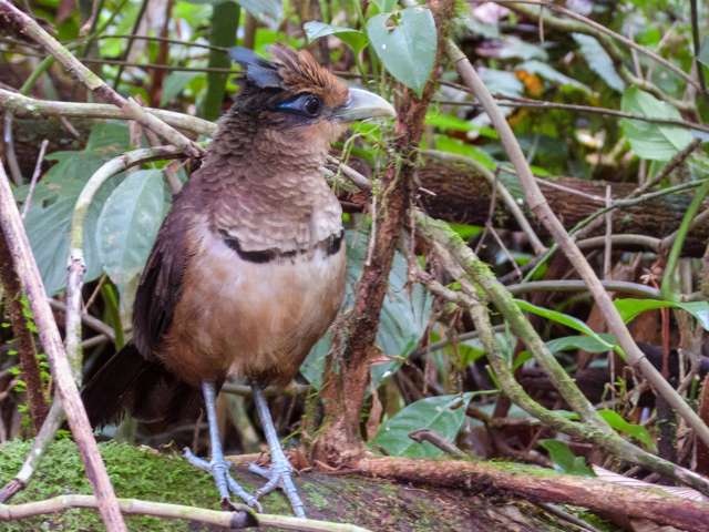 Large chicken like ground bird with brown plumage and purple tail. It has a crest on the head.
