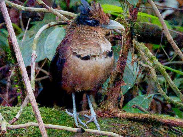 Large chicken like ground bird with brown plumage and purple tail. It has a crest on the head.