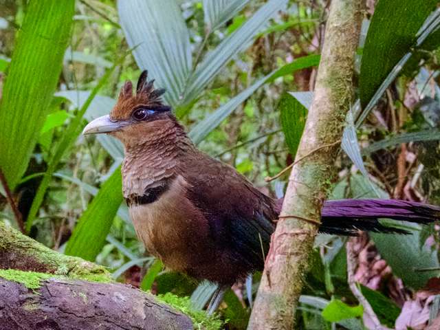 Large chicken like ground bird with brown plumage and purple tail. It has a crest on the head.