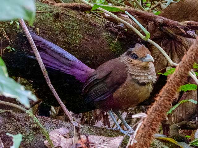 Large chicken like ground bird with brown plumage and purple tail. It has a crest on the head.