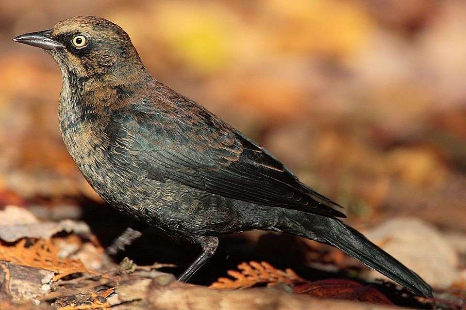 Large blackbird with brownish patches