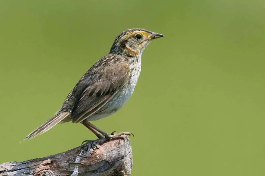 Small streaky sparrow on a log.