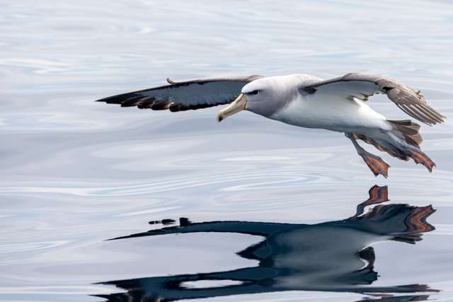Small albatross with dark grey back, white underparts and pale grey neck.