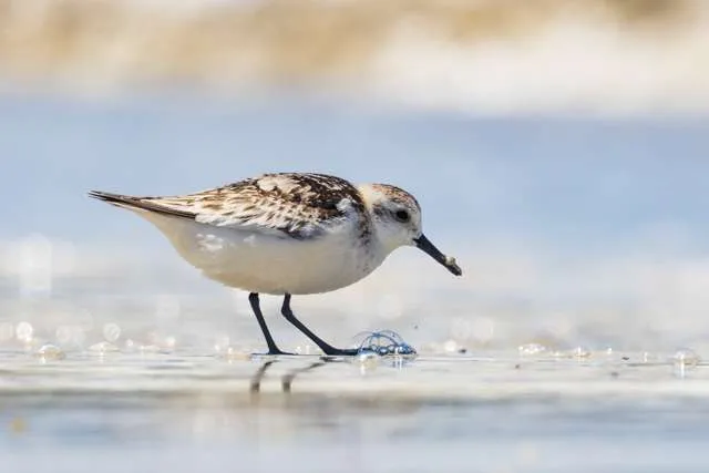 Small wading bird with largely white plumage and mottled back.