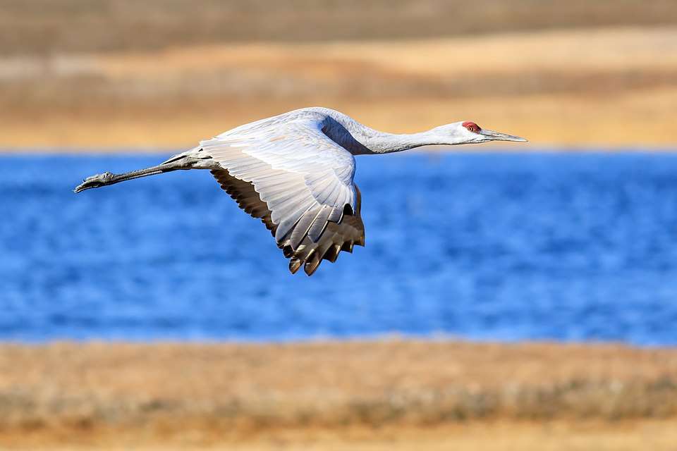 Large gray crane with red head in flight.
