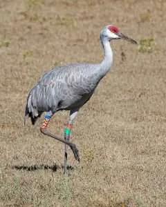 Lareg gray crane with red head standing in a field.