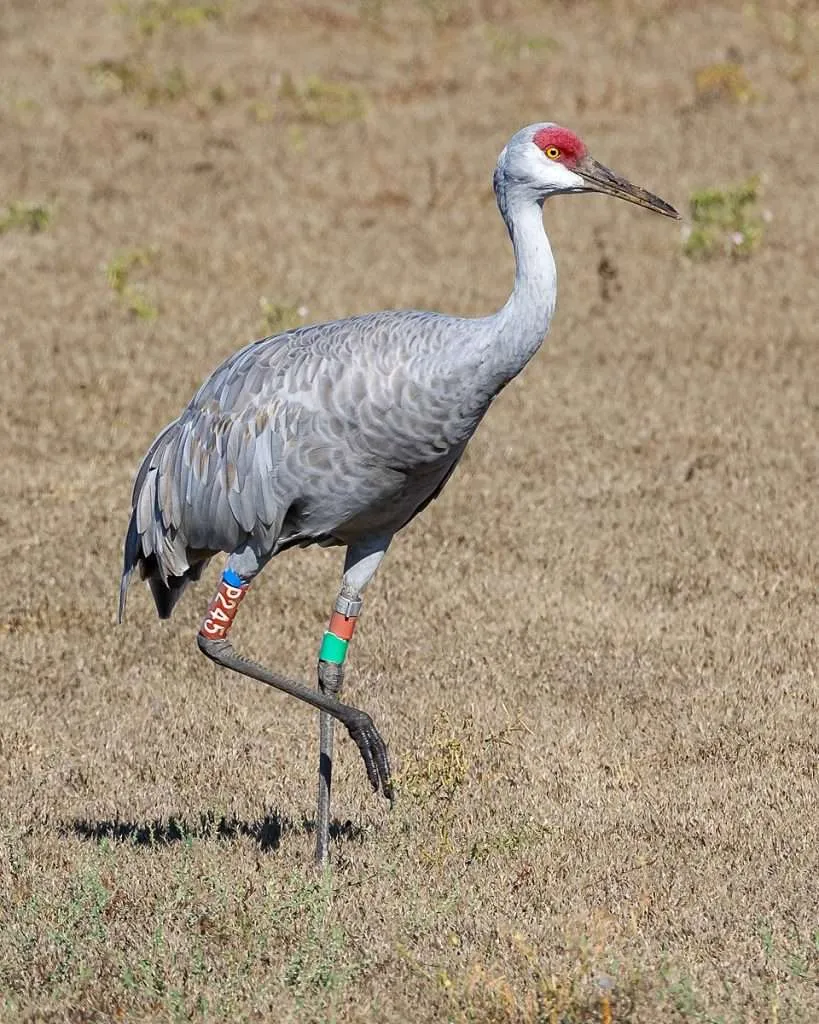 Lareg gray crane with red head standing in a field.