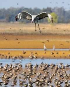 Large gray crane with red head in flight and coming into land.