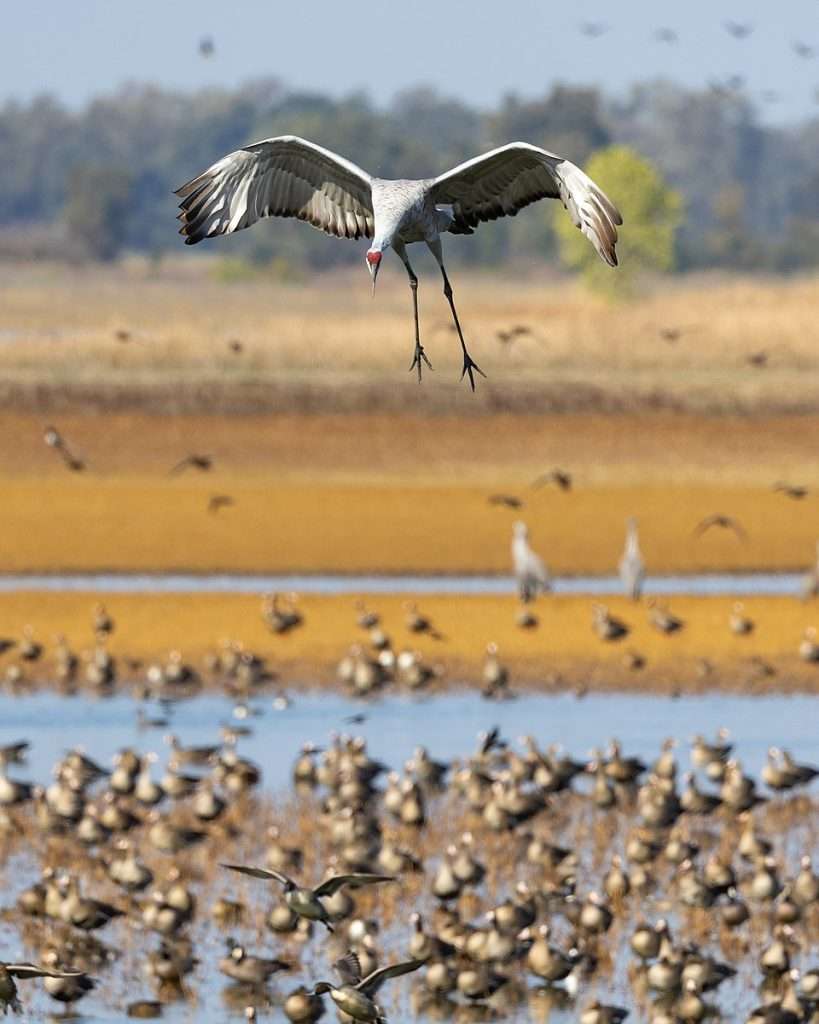 Large gray crane with red head in flight and coming into land.