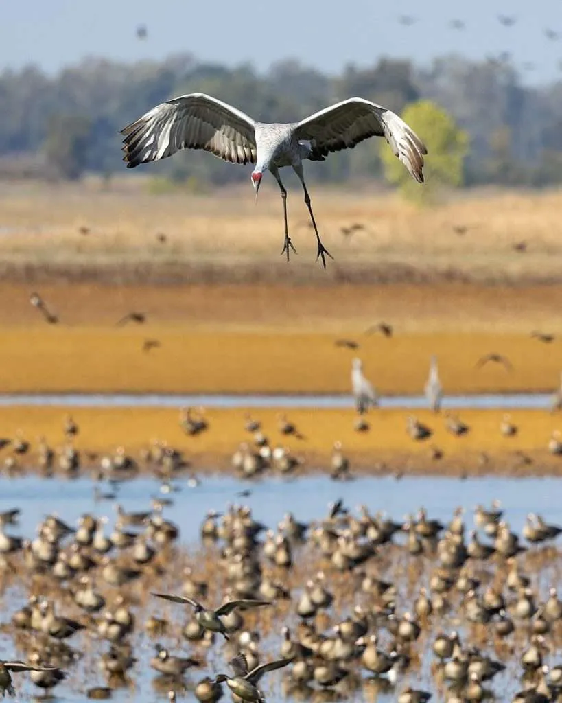 Large gray crane with red head in flight and coming into land.