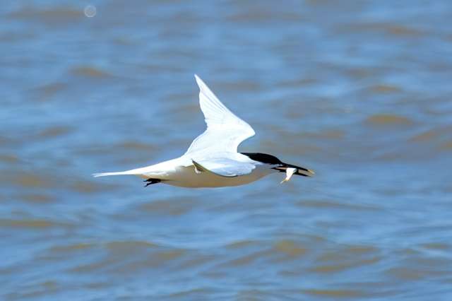 Large tern with yellow tipped black bill.