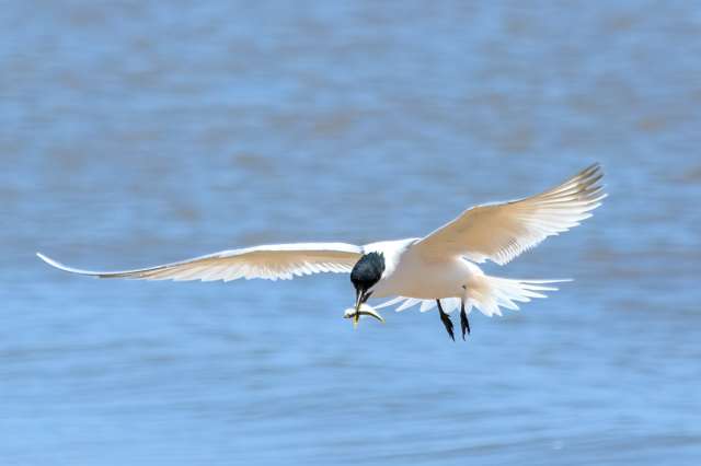 Large tern with yellow tipped black bill.