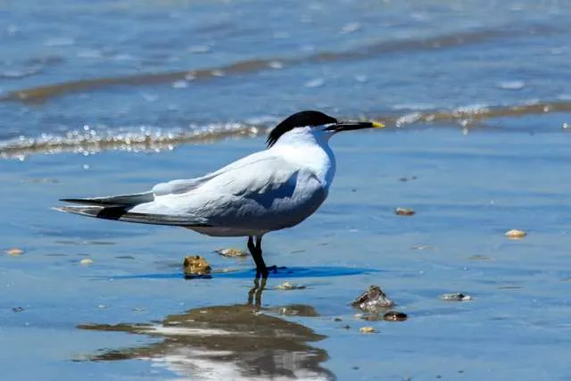 Large tern with yellow tipped black bill.