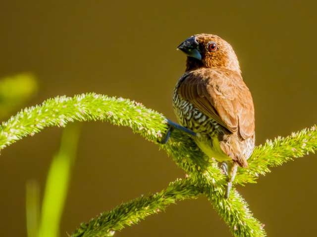 A small finch with brown plumage and scale like markings on a pale front.