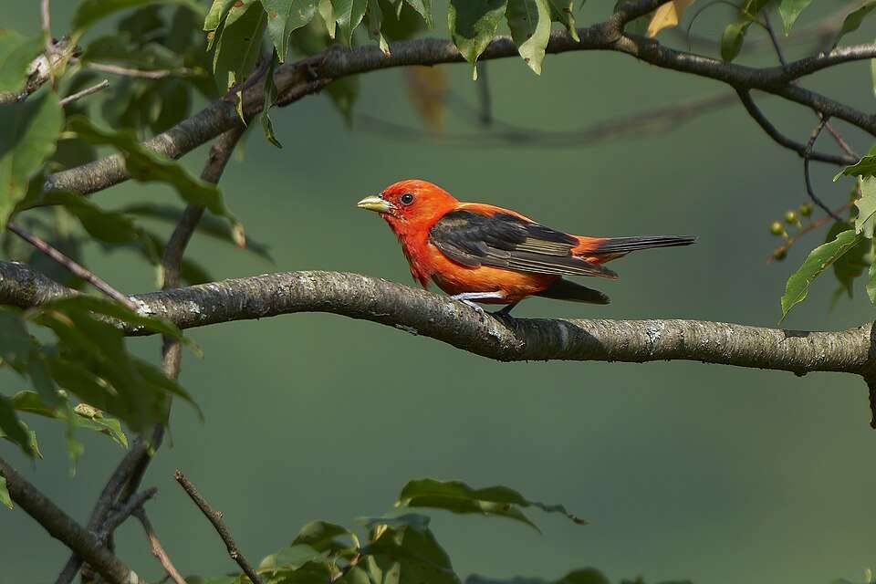 Male bird with brilliant red body and black wings.