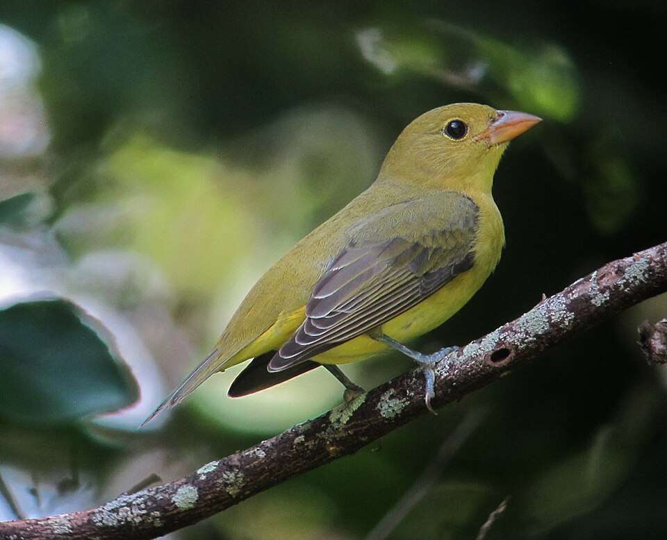 Female medium sized bird with olive green plumage
