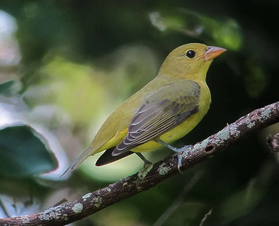 Female medium sized bird with olive green plumage