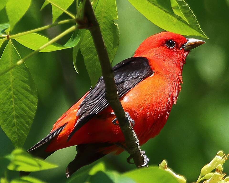Male bird with brilliant red body and black wings.