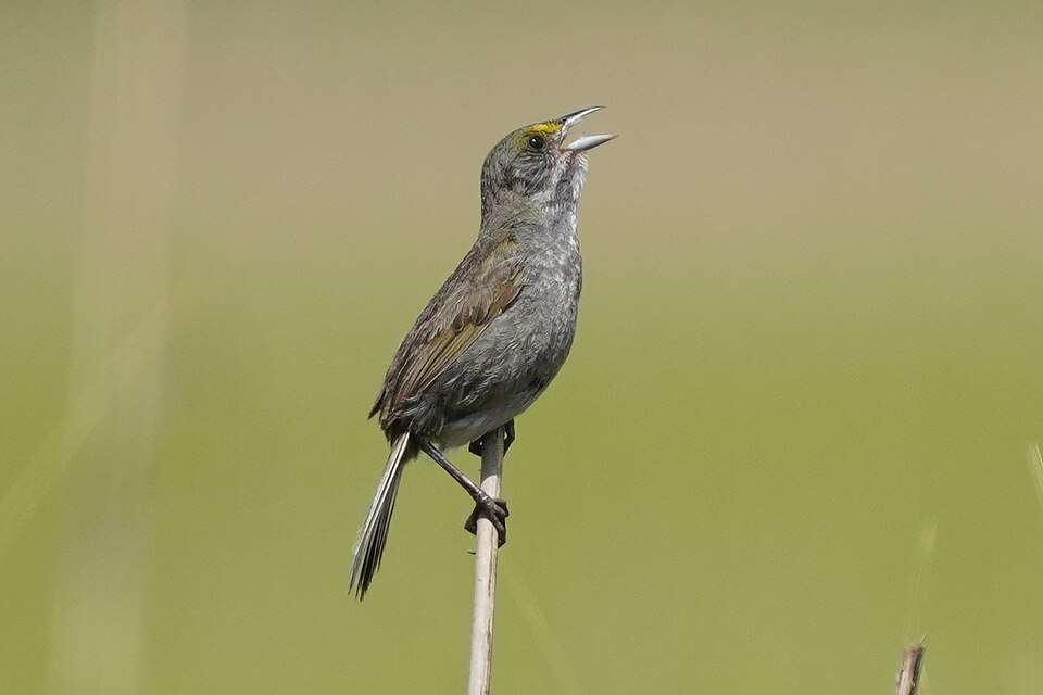 Large plain gray sparrow with yellow patch above the bill singing.