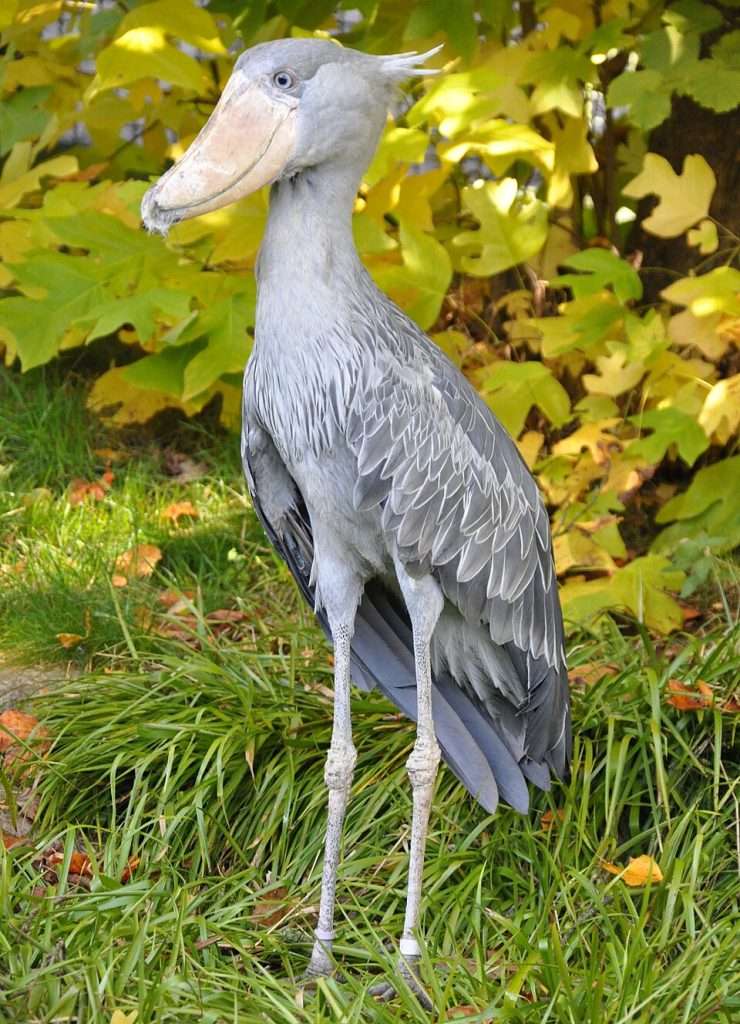 Huge gray stork bird with enormous thick bill.