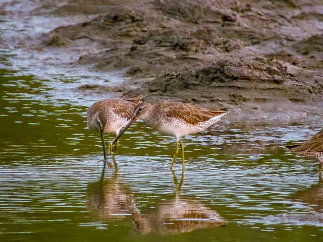 Large wading bird with long thick bill.