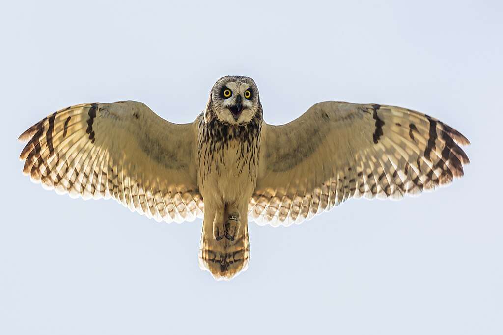 Short-eared Owl in flight