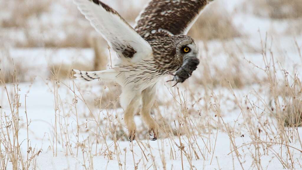 Short-eared Owl with a kill in snow