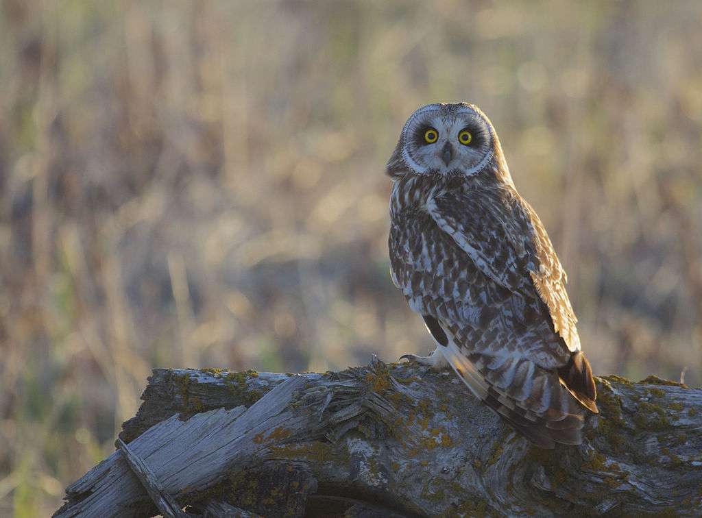 Short-eared Owl standing on a rock