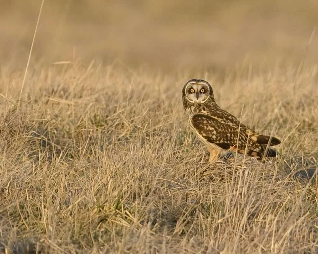 Short-eared Owl standing in grass